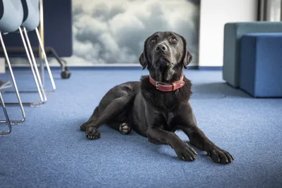 Hunde erlaubt beim Coworking Space Rivvers  in Dortmund Stadtkrone-Ost